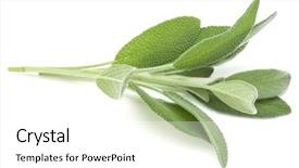  Presentation with sage - Slides having sage herb leaves bouquet isolated background and a white colored foreground