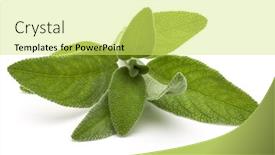  Presentation with sage - PPT theme enhanced with sage herb leaves bouquet isolated on white background cutout background and a yellow colored foreground
