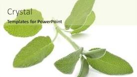  Presentation with sage - Presentation theme having sage herb leaves bouquet isolated on white background cutout background and a blonde colored foreground