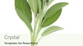  Presentation with sage - Cool new presentation theme with sage herb leaves bouquet isolated on white background cutout top view backdrop and a soft green colored foreground