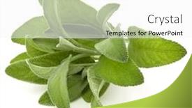  Presentation with sage - Beautiful slide set featuring sage herb leaves bouquet isolated on white background cutout backdrop and a white colored foreground