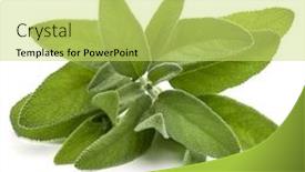  Presentation with sage - PPT theme consisting of sage herb leaves bouquet isolated on white background cutout background and a yellow colored foreground