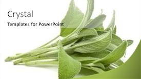  Presentation with sage - Slide deck having sage herb leaves bouquet isolated on white background cutout background and a white colored foreground