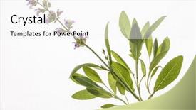  Presentation with sage - Slides with sage isolated on the white background and a  colored foreground