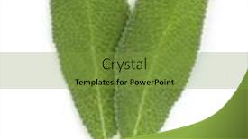  Presentation with sage - Slides having sage-leaves-isolated-on-white background and a seafoam green colored foreground