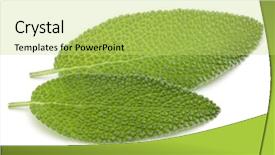  Presentation with sage - Cool new theme with sage leaves isolated on white backdrop and a  colored foreground