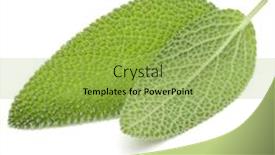  Presentation with sage - Cool new slides with sage-leaves-isolated-on-white backdrop and a yellow colored foreground