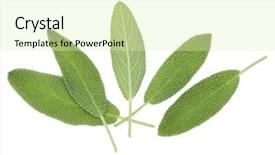  Presentation with sage - Slides featuring sage leaves isolated on white background and a soft green colored foreground