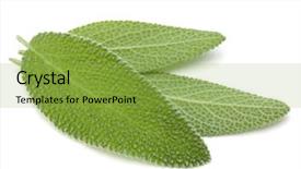  Presentation with sage - Presentation theme with sage leaves isolated on white background and a yellow colored foreground
