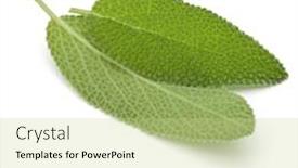  Presentation with sage - Audience pleasing slide set consisting of sage-leaves-isolated-on-white backdrop and a mint green colored foreground