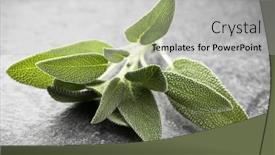  Presentation with sage - Beautiful PPT layouts featuring sage leaves over black stone background top view backdrop and a light gray colored foreground