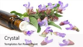  Presentation with sage plant - PPT theme with sage plant and essential oil background and a white colored foreground