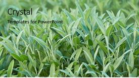  Presentation with sage plant - Colorful slide deck enhanced with sage plant in closeup backdrop and a seafoam green colored foreground