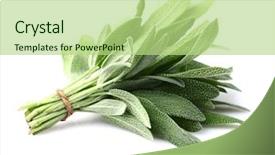  Presentation with sage plant - PPT layouts having road in open car background and a coral colored foreground.