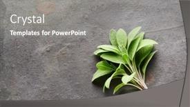  Presentation with sage plant - Presentation featuring sage-plant-on-gray-background background and a gray colored foreground