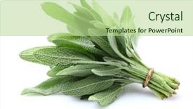  Presentation with sage plant - Presentation featuring power electronics - using laptop while analyzing server background and a dark gray colored foreground