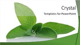  Presentation with sage - Colorful slide set enhanced with sage backdrop and a white colored foreground