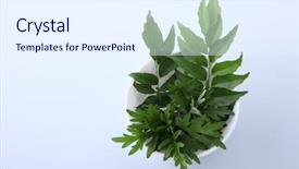  Presentation with curry leaves - PPT theme featuring sagebrush - mugwort herbal and curry leaves background and a  colored foreground