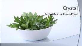  Presentation with curry leaves - Amazing slide set having sagebrush - mugwort herbal and curry leaves backdrop and a cool aqua colored foreground