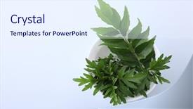  Presentation with curry leaves - Slide set with sagebrush - mugwort herbal and curry leaves background and a  colored foreground