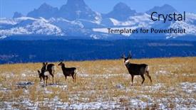  Presentation with mule - Amazing slides having sagebrush - mule deer in field backdrop and a light blue colored foreground