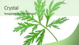  Presentation with absinthium - Beautiful slide deck featuring sagebrush - wormwood absinthium leaf backdrop and a mint green colored foreground