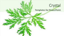  Presentation with absinthium - Presentation design consisting of sagebrush - wormwood absinthium leaf background and a mint green colored foreground