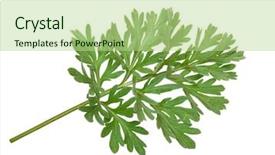  Presentation with absinthium - Audience pleasing presentation design consisting of sagebrush - wormwood absinthium backdrop and a mint green colored foreground