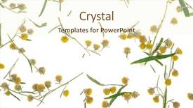  Presentation with white relativity theory - PPT theme having sagebrush on white background background and a cream colored foreground