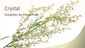  Presentation with angel in white - Slide set featuring sagebrush on white background background and a cream colored foreground