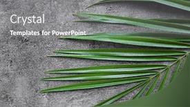  Presentation with sago - Theme having sago-palm-leaf-on-grey background and a gray colored foreground