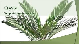 Presentation with sago - Cool new PPT layouts with sago palm tree cycas revoluta backdrop and a mint green colored foreground