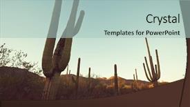  Presentation with saguaro - Presentation theme enhanced with saguaro national park background and a mint green colored foreground