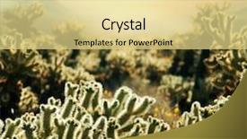  Presentation with saguaro - Beautiful slide set featuring saguaro national park backdrop and a blonde colored foreground