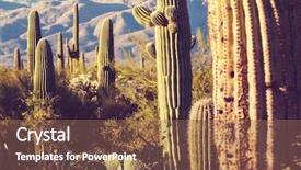  Presentation with saguaro - Slide set enhanced with saguaro national park background and a violet colored foreground