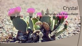  Presentation with saguaro - Amazing PPT theme having saguaro national park backdrop and a  colored foreground