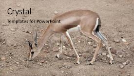  Presentation with keel billed toucan also known - Amazing PPT layouts having saharan dorcas gazelle gazella dorcas backdrop and a  colored foreground