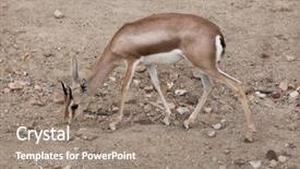  Presentation with keel billed toucan also known - Amazing presentation theme having saharan dorcas gazelle gazella dorcas backdrop and a gray colored foreground