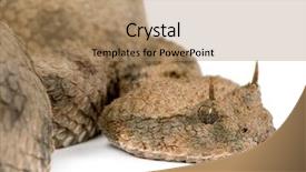  Presentation with animal pets on white - Presentation theme with saharan horned viper - cerastes cerastes background and a  colored foreground