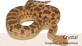  Presentation with planet earth on white - Slide set with saharan horned viper - cerastes cerastes background and a  colored foreground