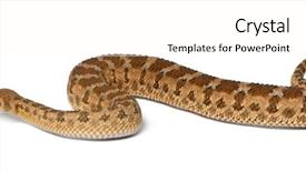  Presentation with condolence white wax candle - Colorful presentation design enhanced with saharan horned viper - cerastes cerastes backdrop and a  colored foreground