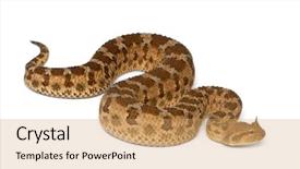  Presentation with cfd white - Slide set enhanced with saharan horned viper - cerastes cerastes background and a  colored foreground