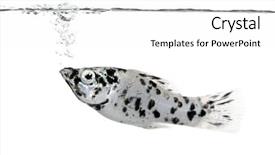  Presentation with fish - Colorful slides enhanced with sailfin molly - dalmatian molly - poecilia backdrop and a  colored foreground