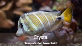  Presentation with wildlife - Audience pleasing PPT theme consisting of sailfin tang zebrasoma veliferum wildlife animal backdrop and a tawny brown colored foreground