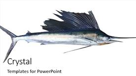  Presentation with fish - Cool new slide set with sailfish real fish isolated backdrop and a white colored foreground
