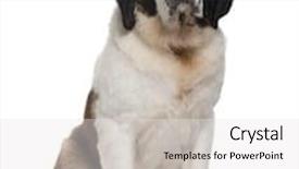  Presentation with saint - Beautiful theme featuring saint bernard 15 months old backdrop and a white colored foreground
