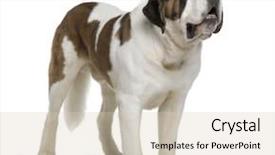  Presentation with saint - Cool new PPT theme with saint bernard 4 years old backdrop and a soft green colored foreground
