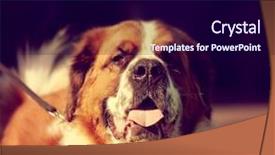  Presentation with retro television old vintage tv - Amazing slides having saint bernard at a local backdrop and a  colored foreground