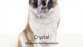  Presentation with saint - Colorful theme enhanced with saint bernard panting 13 months old in front of white background backdrop and a lemonade colored foreground