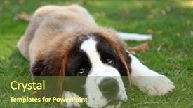  Presentation with saint - Beautiful slides featuring saint bernard puppy dog outdoors backdrop and a  colored foreground